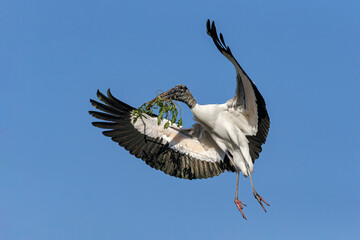 Wood Stork, Mycteria americana, adult in flight returning to nest site. Florida. USA