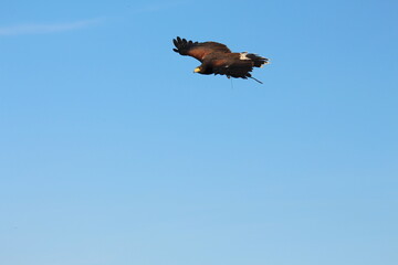 Harris Hawk in Flight Captured Mid-Air