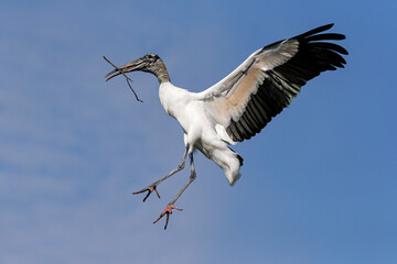 Wood Stork, Mycteria americana, adult in flight returning to nest site. Florida. USA