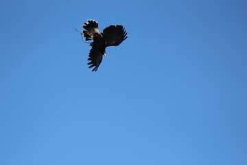 Harris Hawk in Flight Captured Mid-Air