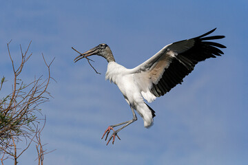 Wood Stork, Mycteria americana, adult in flight returning to nest site. Florida. USA
