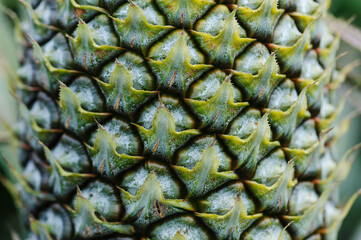 Pineapple grow on tree in garden