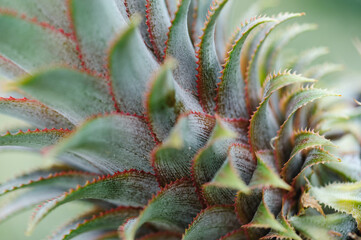 Pineapple grow on tree in garden