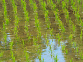 晴れた日の水田の風景