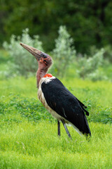 Marabout d'Afrique, Leptoptilos crumenifer, Marabou Stork,Afrique