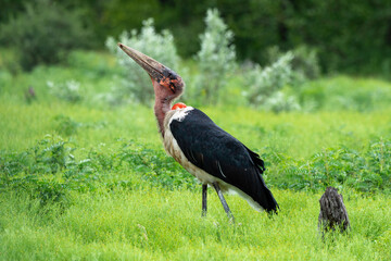 Marabout d'Afrique, Leptoptilos crumenifer, Marabou Stork,Afrique