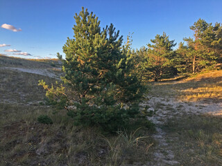 Sunny day in the seaside pine forest. Beautiful landscape of National Park 