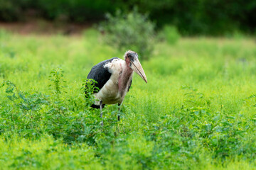 Marabout d'Afrique, Leptoptilos crumenifer, Marabou Stork,Afrique