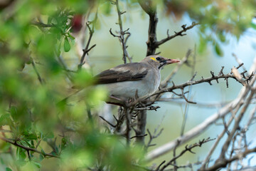 Étourneau caronculé,.Creatophora cinerea; Wattled Starling