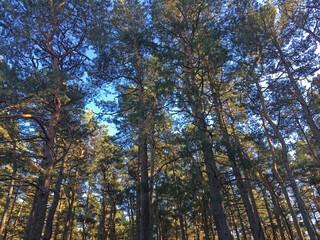 Sunny day in the seaside pine forest. Beautiful landscape of National Park "Curonian Spit", between the Curonian Lagoon and the sea, Lithuania.