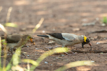 &Eacute;tourneau caroncul&eacute;,.Creatophora cinerea; Wattled Starling