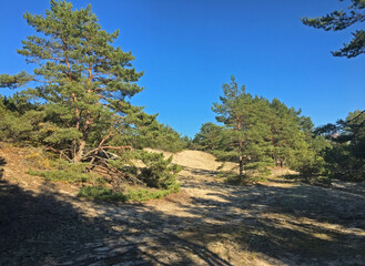 Sunny day in the seaside pine forest. Beautiful landscape of National Park 