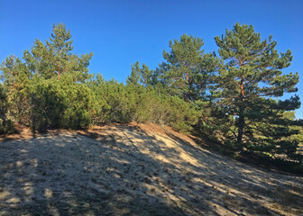 Sunny day in the seaside pine forest. Beautiful landscape of National Park 