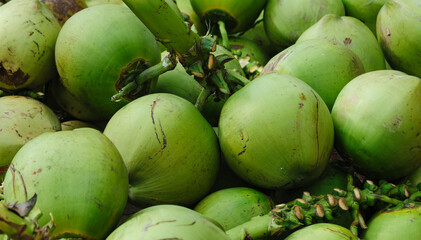 Fresh coconut fruits for sale