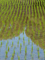 晴れた日の水田の風景