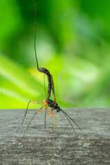 Close up of the sabre wasp (Rhyssa persuasoria) drilling in wood to lay eggs