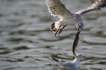Möwe mit Fisch als Beute