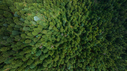 Aerial view of beautiful high altitude forest  mountain landscape