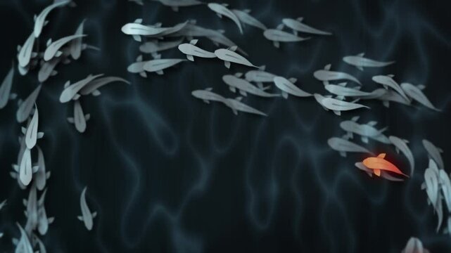 Koi pond, koi carp. Gold carp. Loop 20-sec