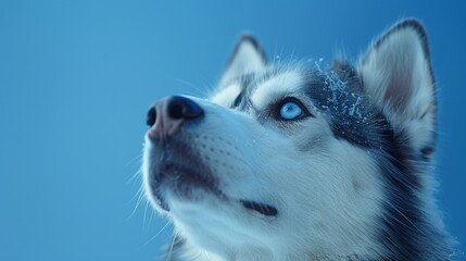 Obraz premium Siberian Husky. Close-up, blue eyes. Isolated against a vibrant blue background. Canine. Dog. Pet. Siberian Husky 