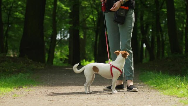 Female dog walker walks her Jack Russell terrier dog in summer park, leads it on leash. Cute pet at morning walking. Woman with her pet have fun outdoors