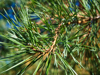 Pine Needles Close-Up. Green pine needles in sharp focus, with a blurred natural background.