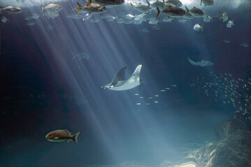 Fototapety na wymiar - Fototapeta24.pl