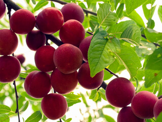 A close-up of cherry plums on a tree, showcasing their vibrant red color. Ideal for content related to healthy eating and nutrition.