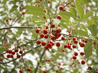 Cherries in full bloom are showcased against a backdrop of green leaves; a visual representation of fertile and healthy growth.