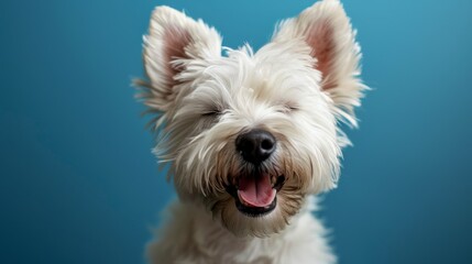 Joyful White Terrier, Westie. Isolated against a vibrant blue background. Canine. Dog. Pet.