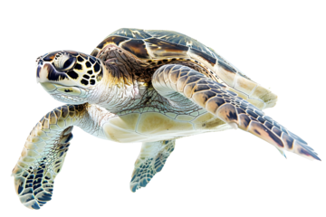 Sea turtle swimming isolated png transparent background