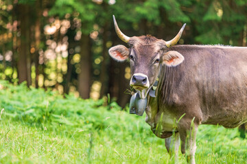 Kuh - Allgäu - Braunvieh - Wald - Hörner