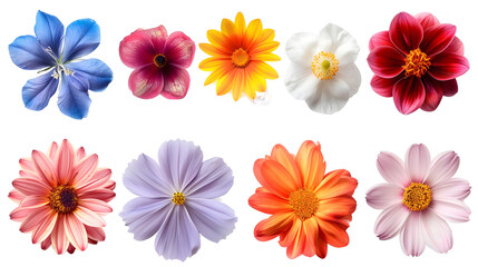 set of colorful flowers isolated png transparent background - Powered by Adobe