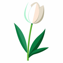 tulip vector illustration on white background
