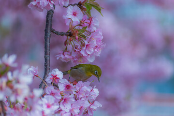 河津桜とメジロ
