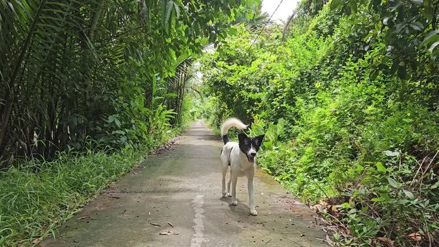 Happy dog running on the narrow street in village of Mang Thit town, Vinh Long province, Mekong Delta Vietnam.