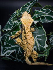 a domestic creested gecko portrait