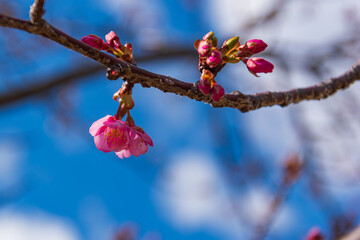 河津桜と青空