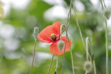 Obraz premium Roter Klatschmohn zwischen hohen Gräsern am Straßenrand