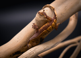 a domestic creested gecko portrait