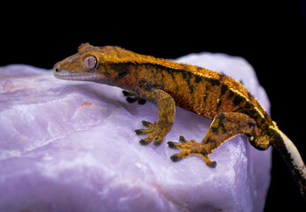 Fototapeta premium a domestic creested gecko portrait