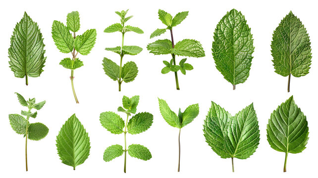 Set of fresh mint leaves, cut out