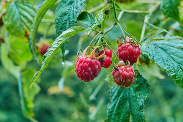 Ripe, red wild forest raspberries close-up