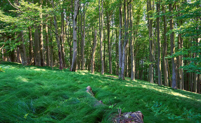 Fototapete bei efototapeten.de bestellen   