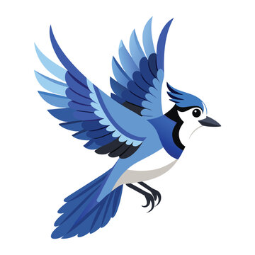 blue jay flying on white