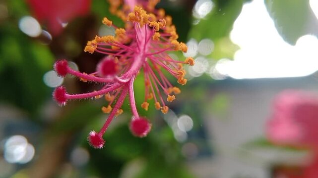 Micro shot of the Flower