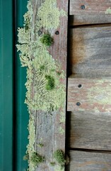 Lichen growing on a timber frame home