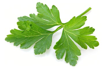 Fresh Green Parsley Sprig Isolated on White Background