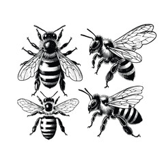 set of bees illustration. hand drawn bee in black and white vector illustration, isolated white background