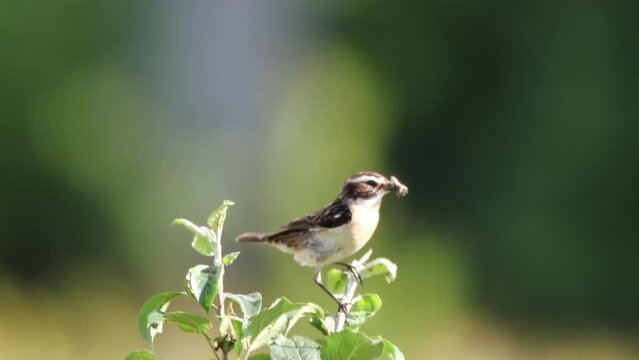 On a sunny summer evening, a male whinchat sits atop the bush with a green background looks toward the camera lens, holds an insect in its beak, and sings a call.